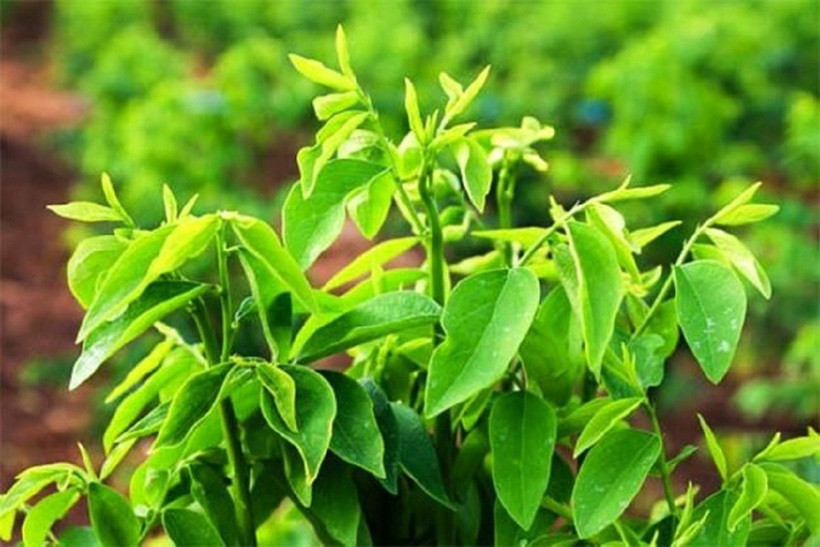 Không phải ai cũng có thể ăn rau ngót. Ảnh minh họa