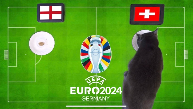 Lựa chọn của mèo Cass