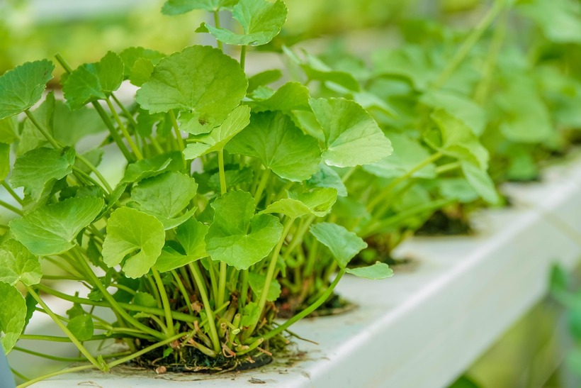Rau má rất hiệu quả trong việc điều trị một số chứng bệnh thông thường. Ảnh minh họa