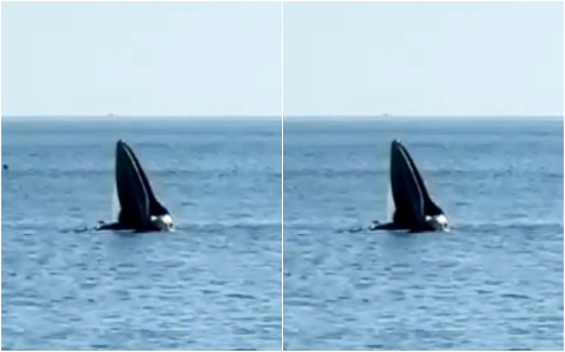 Cá voi xuất hiện ở vùng biển thuộc tỉnh Phú Yên. (Ảnh: Dân trí)