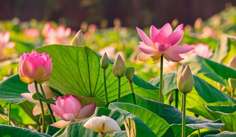 Hoa sen quen thuộc lại ẩn chứa vô vàn lợi ích sức khỏe bất ngờ