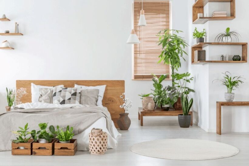 Nếu muốn đặt cây xanh trong phòng ngủ, hãy lựa chọn cẩn thận. Tốt nhất nên chọn những loại cây có khả năng nhả khí O2 ngay cả trong đêm tối. Ảnh minh họa