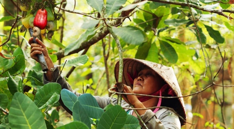 Hạt điều kém chất lượng nhập khẩu giả danh đặc sản Bình Phước để lừa dối người dùng. Ảnh minh họa.