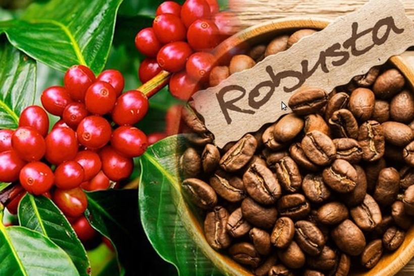 Giá tăng lập đỉnh mới, cà phê Robusta có gì đặc biệt? Ảnh minh họa.