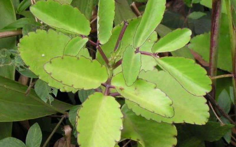 Cây lá bỏng có tác dụng giải rượu hiệu quả