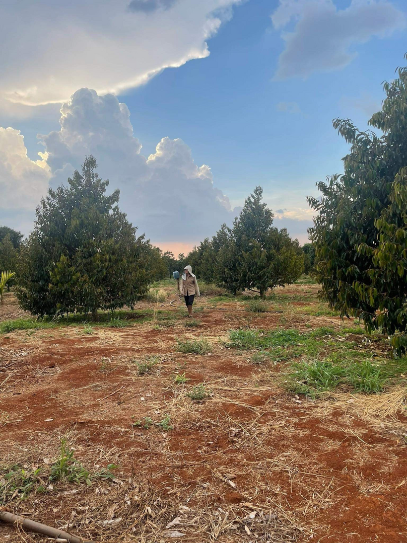 10 năm bỏ phố về quê, chinh phục thị trường bằng trái sầu riêng của O Huyền - 1