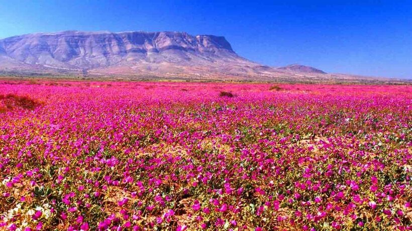 Trong 40 năm qua, sa mạc Atacama có 15 lần hoa nở rộ. Không phải năm nào cũng xuất hiện hoa nở, vì còn phụ thuộc vào yếu tố thời tiết là các cơn mưa.