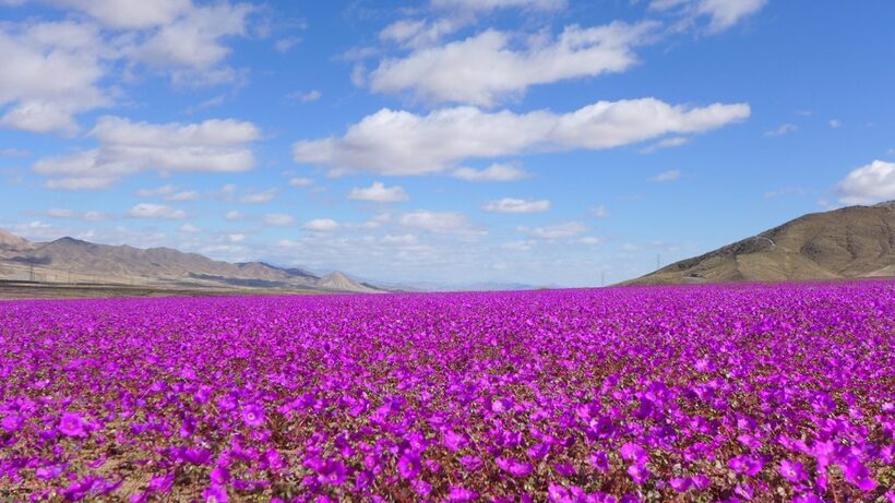 Sa mạc Atacama thuộc miền Bắc Chile nổi tiếng là một trong những khu vực khô cằn nhất trên Trái Đất. Những ngày gần đây, một cảnh tượng kỳ diệu đang xảy ra.
