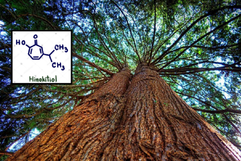 Hinokitiol - thành phần chính của Xịt mũi họng Khiết Thanh