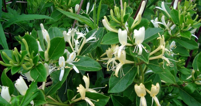 Chú Hân đã uống và bôi Kim Ngân Hoa nhưng mề đay vẫn tái phát