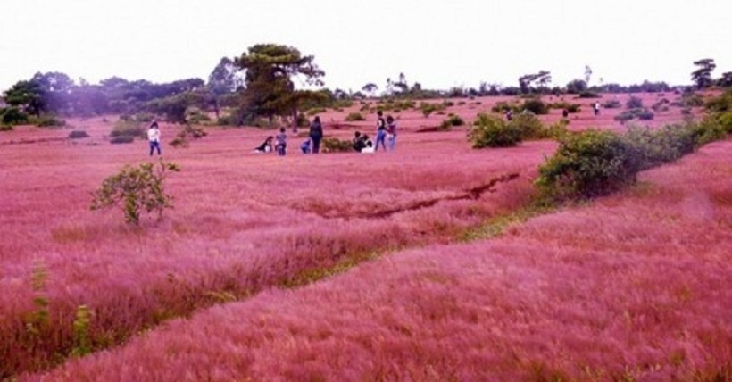 Đồi cỏ hồng Đà Lạt là một điểm đến không thể bỏ qua cho những ai yêu thích du lịch và chụp ảnh.
