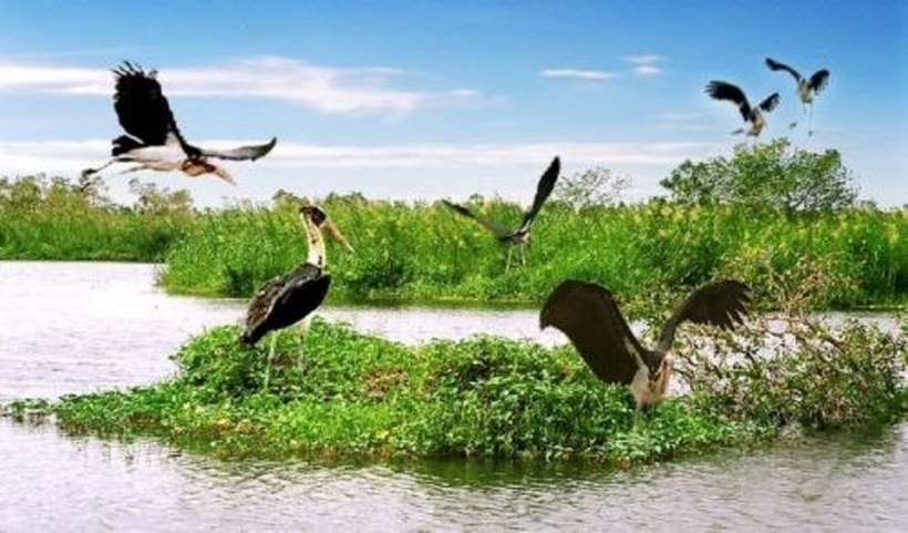U Minh Thượng là nơi cư trú của nhiều loài chim quý hiếm