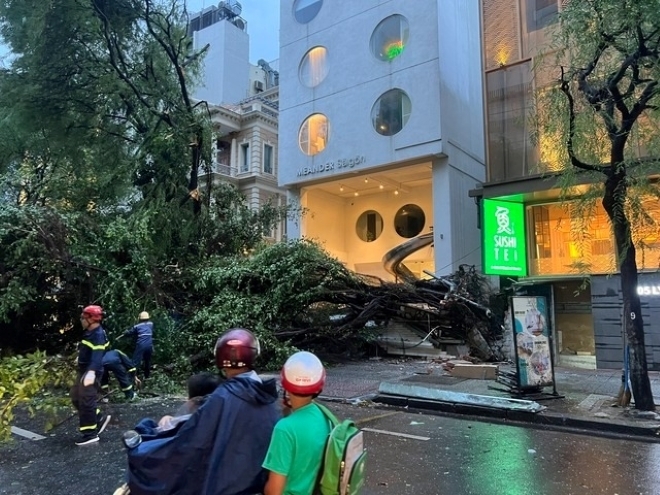 Cây xanh bật gốc trước cổng TAND và UBND phường Bến Nghé (quận 1). Ảnh: Người lao động