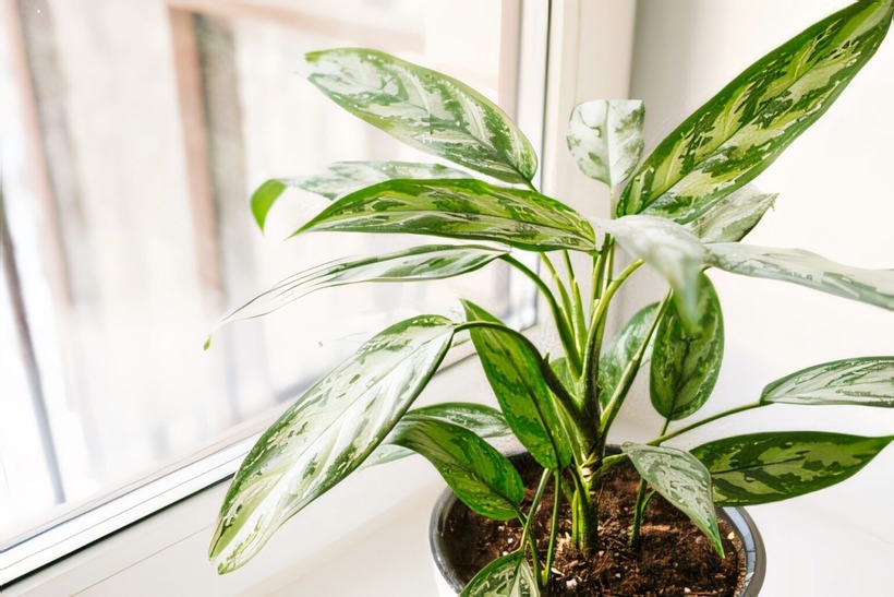 Có nên trồng cây cung trước cửa nhà không?