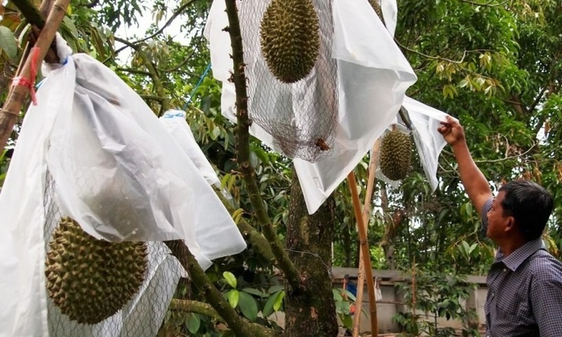 Sầu riêng ở Nonthaburi có hương vị đặc biệt, được nông dân trồng và chăm sóc cẩn thận.