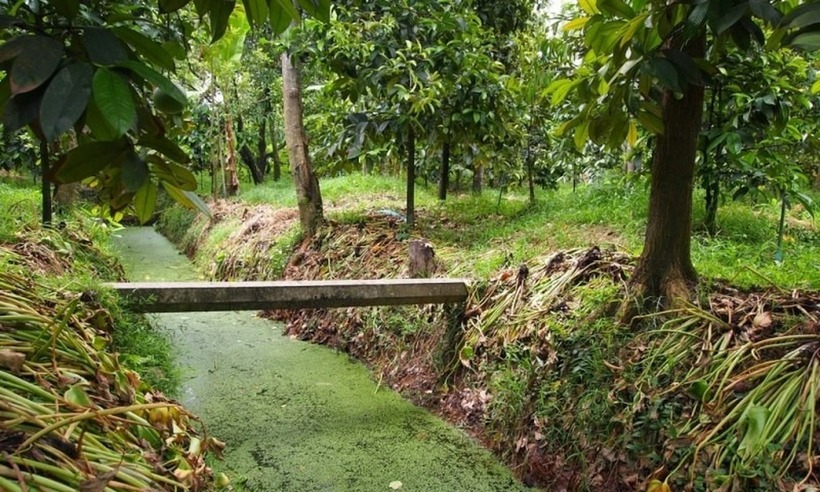 Nông dân tại Nonthaburi trau dồi kỹ thuật trồng sầu riêng qua nhiều thế hệ.