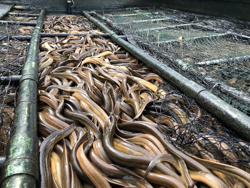 Một mô hình nuôi lươn không bùn có cải tiến ở Trà Vinh. Ảnh: Thanh Niên