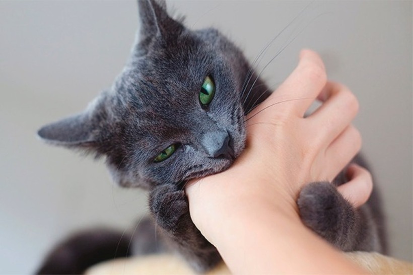 Cách duy nhất phòng ngừa bệnh dại là tiêm vaccine sau khi bị chó mèo cắn. Ảnh minh họa