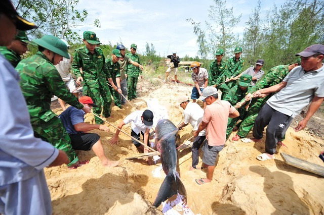 Người dân cùng lực lượng quân đội an táng cá voi theo phong tục địa phương. (Ảnh: Thanh niên)