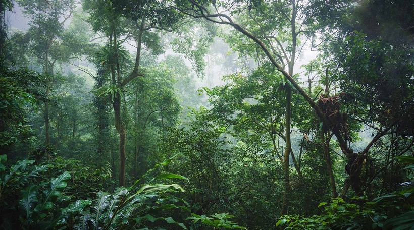 Nằm cách Hà Nội khoảng 60km, Vườn quốc gia Ba Vì là một điểm đến lý tưởng cho những ai yêu thích thiên nhiên và muốn tận hưởng không khí trong lành. Tại đây, bạn có thể leo núi, khám phá rừng nguyên sinh, tham quan đền Thượng và ngắm nhìn toàn cảnh thành phố từ trên cao. Ảnh minh họa