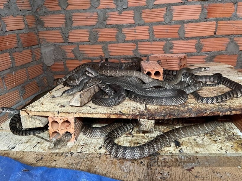 Rắn hổ vện là loài rắn có trong Sách đỏ Việt Nam, trong y học được ví như "thần dược" chữa được nhiều bệnh. Ảnh: Dân Việt