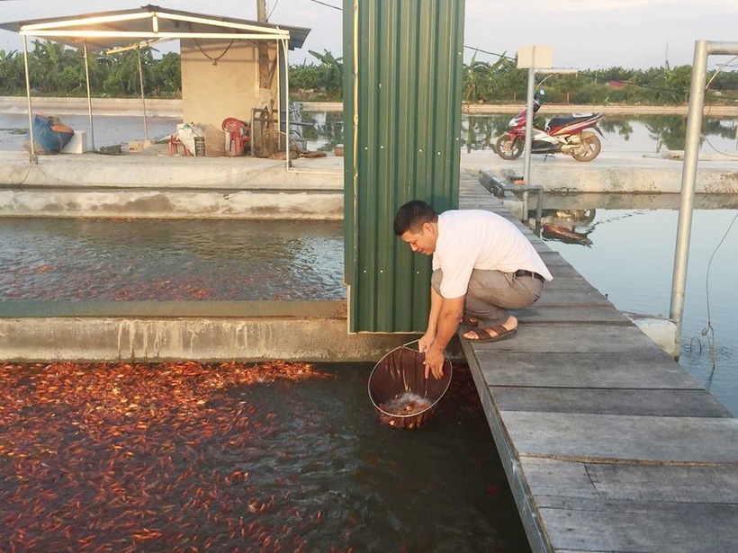 Dưới mặt nước nhỏ hẹp, hàng vạn con cá nổi lên mặt nước đua nhau đớp mồi.