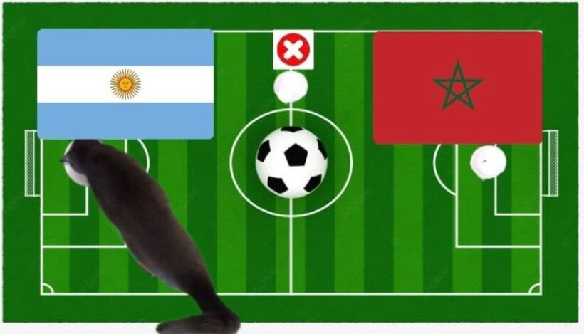 Lựa chọn của chú mèo tiên tri