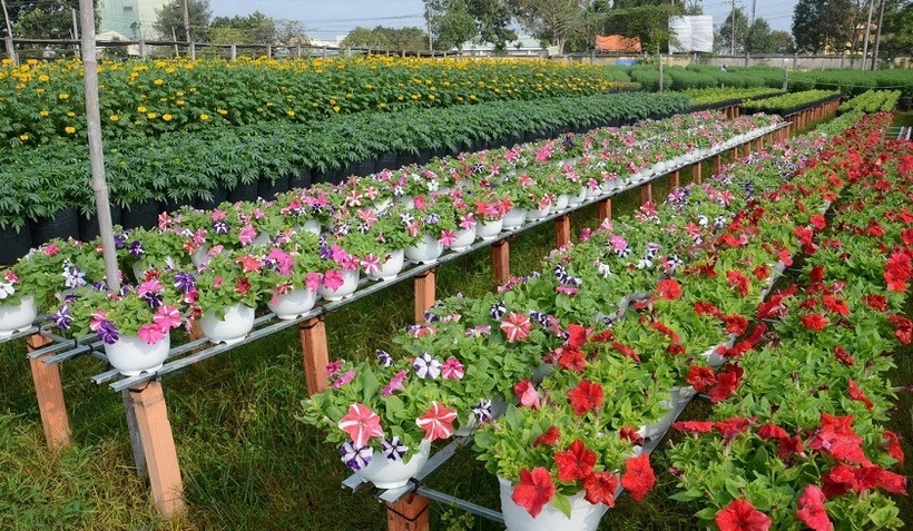 Làng hoa Ngọc Hà nổi tiếng với sự phong phú và đa dạng của các loài hoa