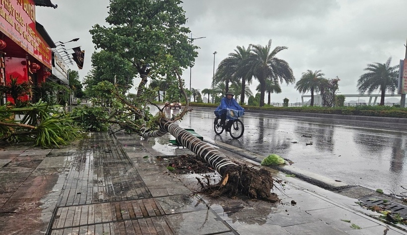 Một cây xanh bật gốc ở đường bao biển, TP Hạ Long - Quảng Ninh. Dự báo. vùng biển vịnh Bắc Bộ (bao gồm đảo Bạch Long Vĩ, Cô Tô) có gió mạnh cấp 6-7, vùng gần tâm bão đi qua mạnh cấp 8-9, giật cấp 11. Sóng cao 2-4m, biển động rất mạnh. Riêng vùng biển ven bờ Quảng Ninh - Hải Phòng có sóng cao 2-3m.