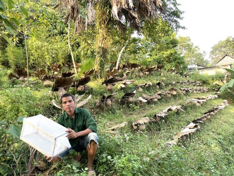 Nhiều năm kinh nghiệm, anh Ly đã nắm rõ từng giai đoạn trong vòng đời của loài ong "hung thần". Ảnh: Thời báo Văn học Nghệ thuật