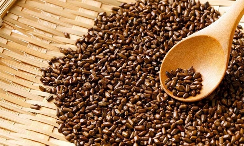 Tuỳ theo mục đích sử dụng, hạt muồng được sơ chế theo những phương thức khác nhau như sao vàng hoặc sao cháy. Ảnh minh họa