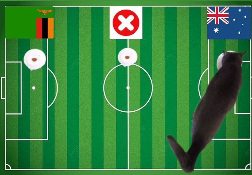 Lựa chọn của chú mèo tiên tri