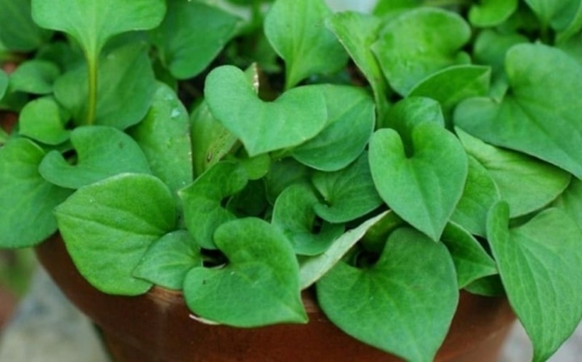 Rau diếp cá có thể gây ra nhiều tác hại đối với sức khỏe nếu sử dụng sai cách. Ảnh minh họa