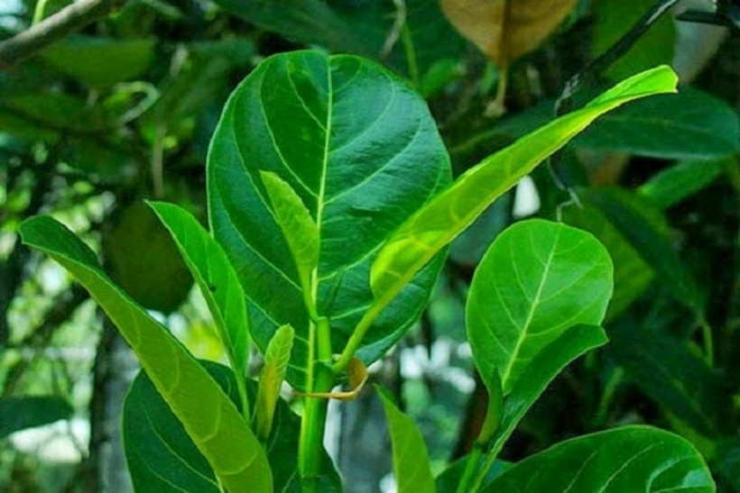 Uống nước lá mít không chỉ có tác dụng giải rượu mà còn lợi sữa cho phụ nữ sau sinh. Ảnh minh họa