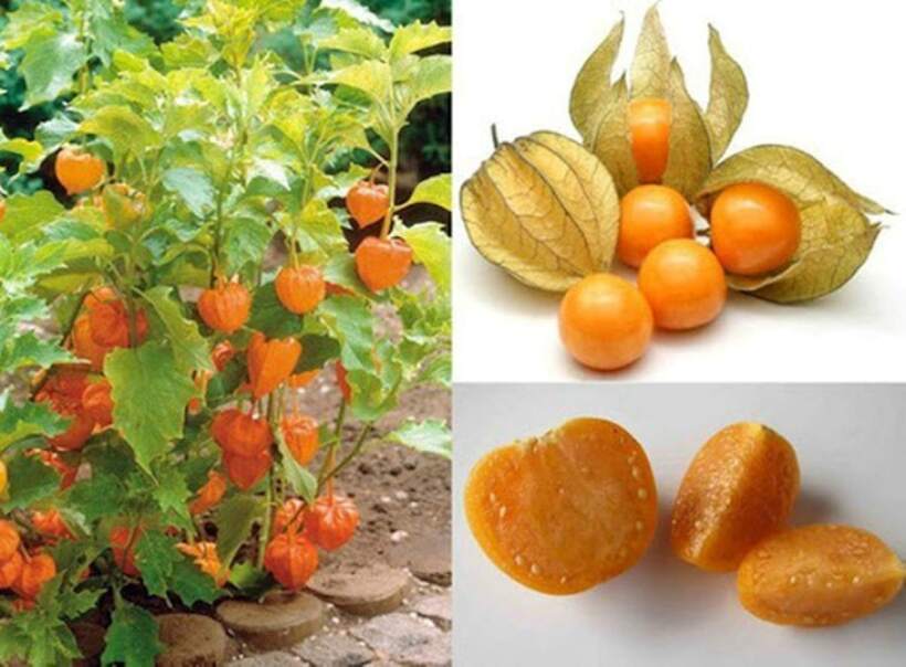 Cây tầm bóp, hay còn gọi là thù lù, bùm bụp, lồng đèn là loại cây thân thảo, thuộc họ Cà, xuất xứ từ các nước châu Mỹ. Ảnh minh họa