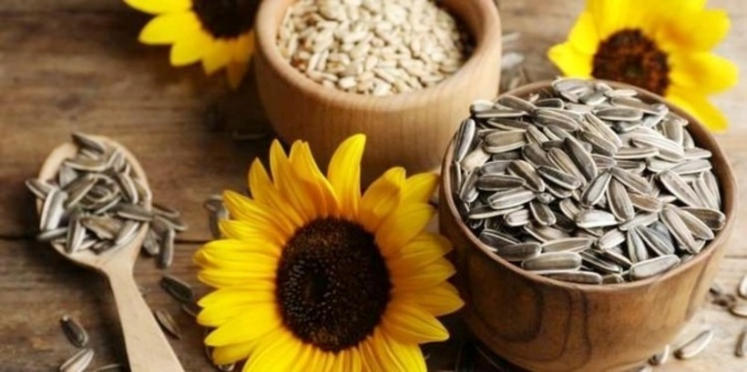 Ăn quá nhiều hạt hướng dương có thể gây hại sức khỏe. Ảnh minh họa