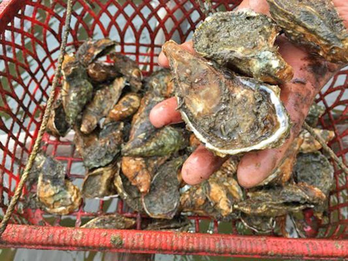 Cận cảnh con vật giúp tăng cường "bản lĩnh phát mạnh". Ảnh: Dân Việt