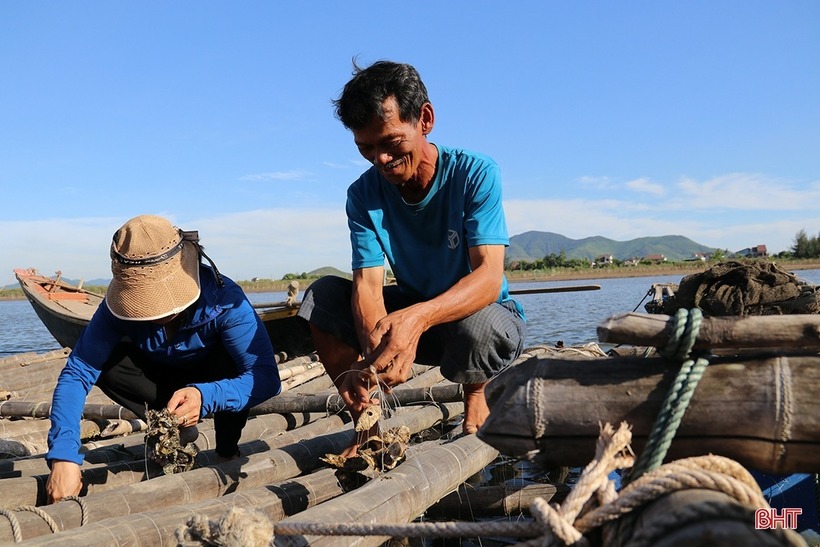 Nhờ mô hình nuôi hàu sữa, nhiều nông dân ở Hà Tĩnh có thu nhập ổn định. Ảnh: Báo Hà Tĩnh