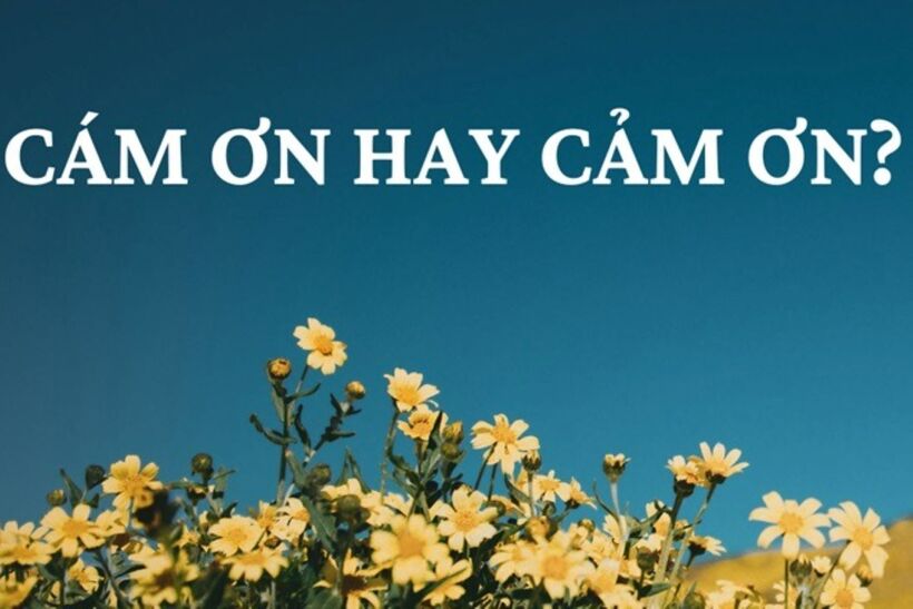 Nếu bạn tra cứu cám ơn hay cảm ơn là đúng trên Internet sẽ thấy nhiều bài viết cho rằng: cảm ơn (dùng dấu hỏi) viết đúng, còn cám ơn viết sai. Tuy nhiên, trên thực tế: cảm ơn hay cám ơn đều đúng. Ảnh minh họa