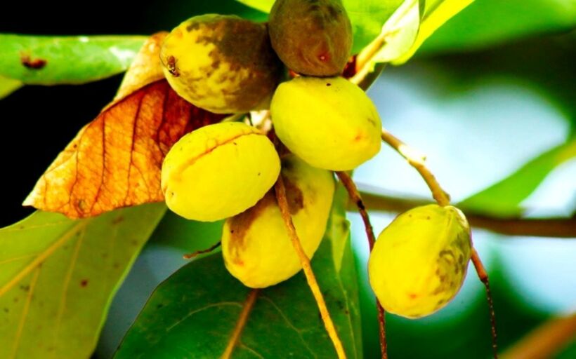 Việc thường xuyên ăn quả bàng giúp tăng cường nhu động ruột, hỗ trợ thức ăn di chuyển qua đại tràng dễ dàng hơn, từ đó giảm nguy cơ mắc ung thư đại tràng. Ảnh minh họa