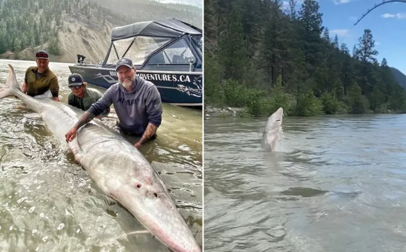 Các ngư dân chụp ảnh cùng cá tầm trăm tuổi. Ảnh: River Monster Adventures