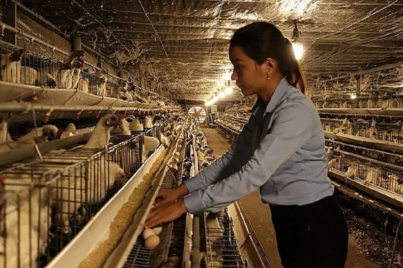 Cô nông dân đầu tư 2 tỷ nuôi loài "toàn thân đen xì, lông trắng muốt".
