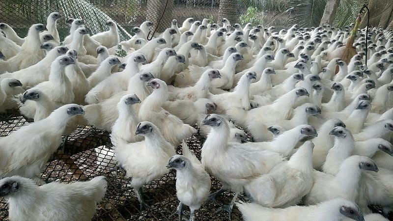 Gà ác là một giống gà quý với giá trị dinh dưỡng cao.