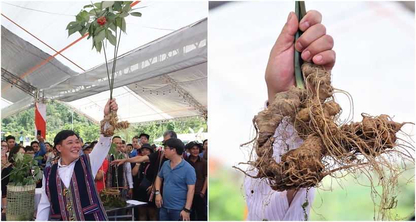 Chùm sâm Ngọc Linh "khủng" trọng lượng hơn 500gram nhận được sự quan tâm của nhiều người mua. (Ảnh: VietnamNet)
