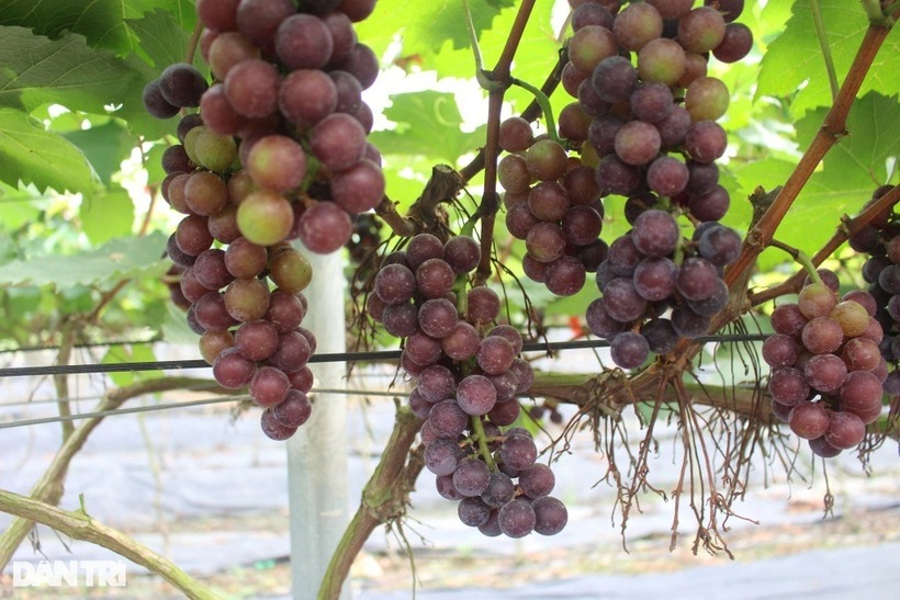 Quả nho có nhiều công dụng tốt cho sức khỏe. Ảnh: Dân trí