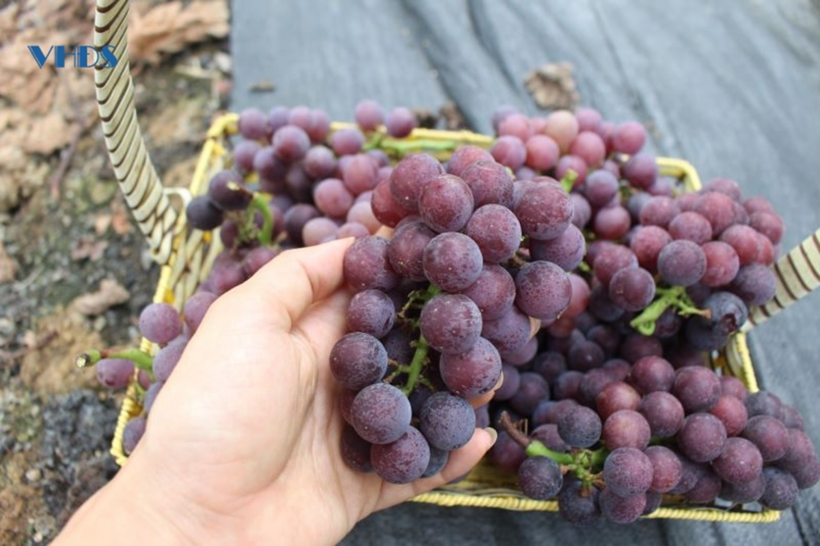 Cây nho được ví như “cây nhà giàu” khó tính. Ảnh: Vhds.baothanhhoa.vn