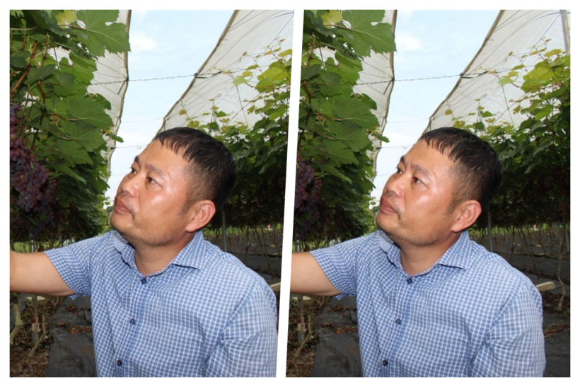 Anh nông dân "chơi lớn" vay hơn 1 tỷ đầu tư trồng loài "cây nhà giàu" khó tính. Ảnh: Dân trí