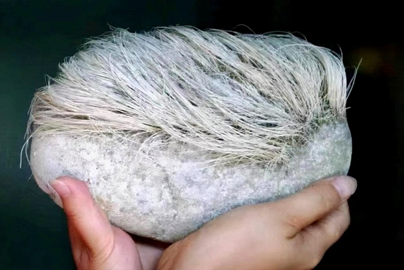 Tảng đá mọc "tóc" trắng, thu hút sự chú ý của nhiều người. Ảnh: Sohu.