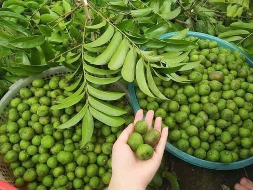 Sấu là loại quả mùa hè được yêu thích nhưng không phải ai cũng nên ăn. Ảnh minh họa