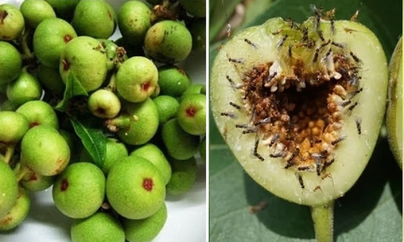Bạn có bao giờ tự hỏi tại sao trong quả sung lại có côn trùng? Câu trả lời sẽ khiến bạn bất ngờ về mối quan hệ cộng sinh độc đáo giữa cây sung và loài ong bắp cày.
